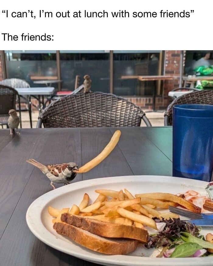This Page Shared 40 Funny Memes For Your Daily Dose Of Cute Animal Content (New Pics) This Page Shared 40 Funny Memes For Your Daily Dose Of Cute Animal Content (New Pics)
