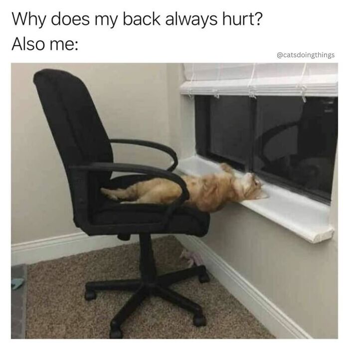 This Page Shared 40 Funny Memes For Your Daily Dose Of Cute Animal Content (New Pics) This Page Shared 40 Funny Memes For Your Daily Dose Of Cute Animal Content (New Pics)