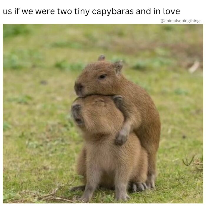 This Page Shared 40 Funny Memes For Your Daily Dose Of Cute Animal Content (New Pics) This Page Shared 40 Funny Memes For Your Daily Dose Of Cute Animal Content (New Pics)