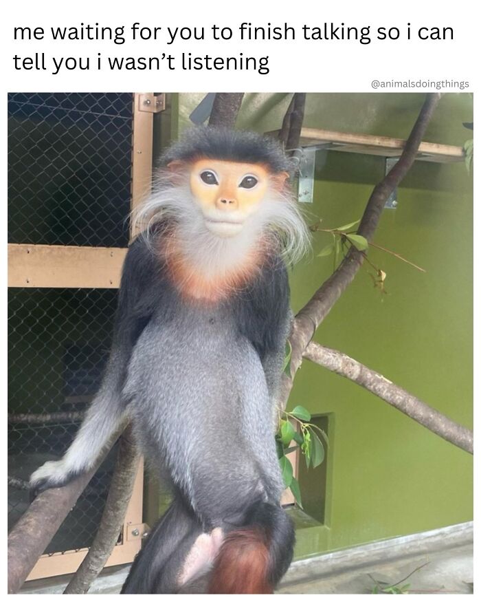 This Page Shared 40 Funny Memes For Your Daily Dose Of Cute Animal Content (New Pics) This Page Shared 40 Funny Memes For Your Daily Dose Of Cute Animal Content (New Pics)