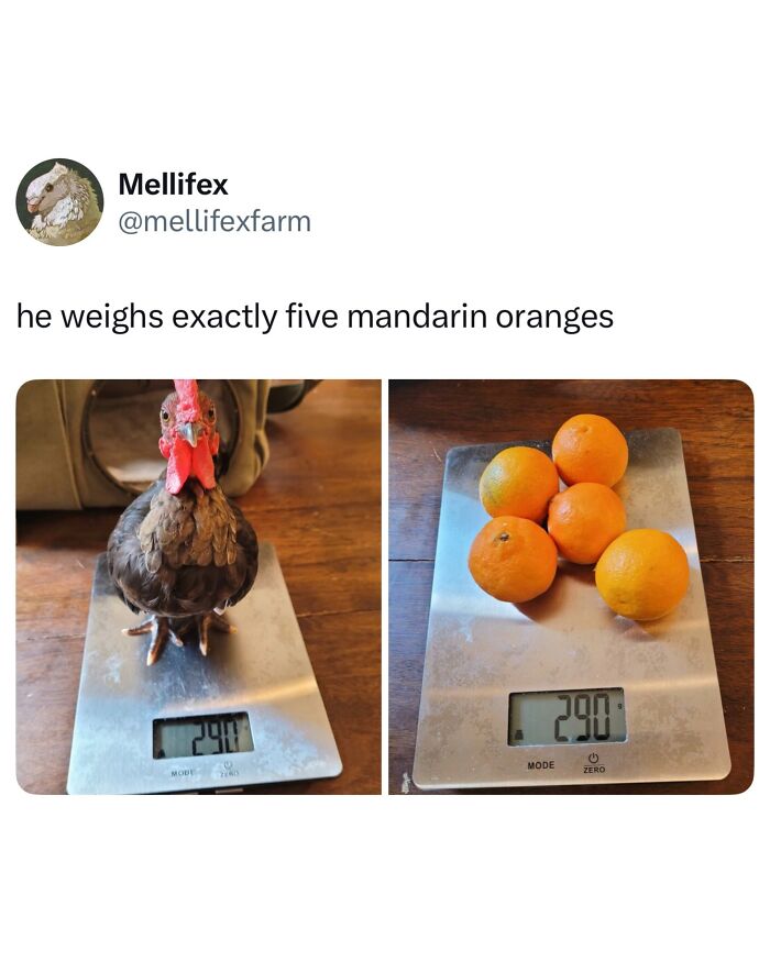 This Page Shared 40 Funny Memes For Your Daily Dose Of Cute Animal Content (New Pics) This Page Shared 40 Funny Memes For Your Daily Dose Of Cute Animal Content (New Pics)