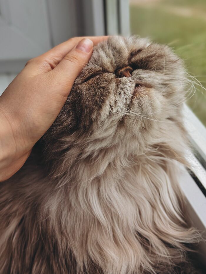 17 Cat Myths People Still Believe, Debunked By An Animal Behavior Expert 17 Cat Myths People Still Believe, Debunked By An Animal Behavior Expert