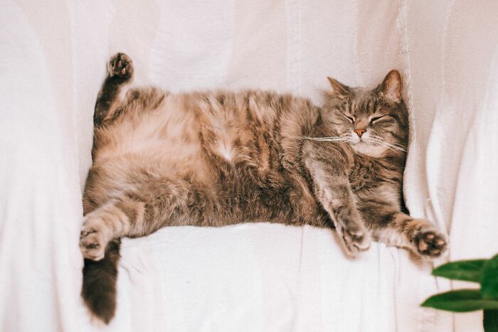 17 Cat Myths People Still Believe, Debunked By An Animal Behavior Expert 17 Cat Myths People Still Believe, Debunked By An Animal Behavior Expert
