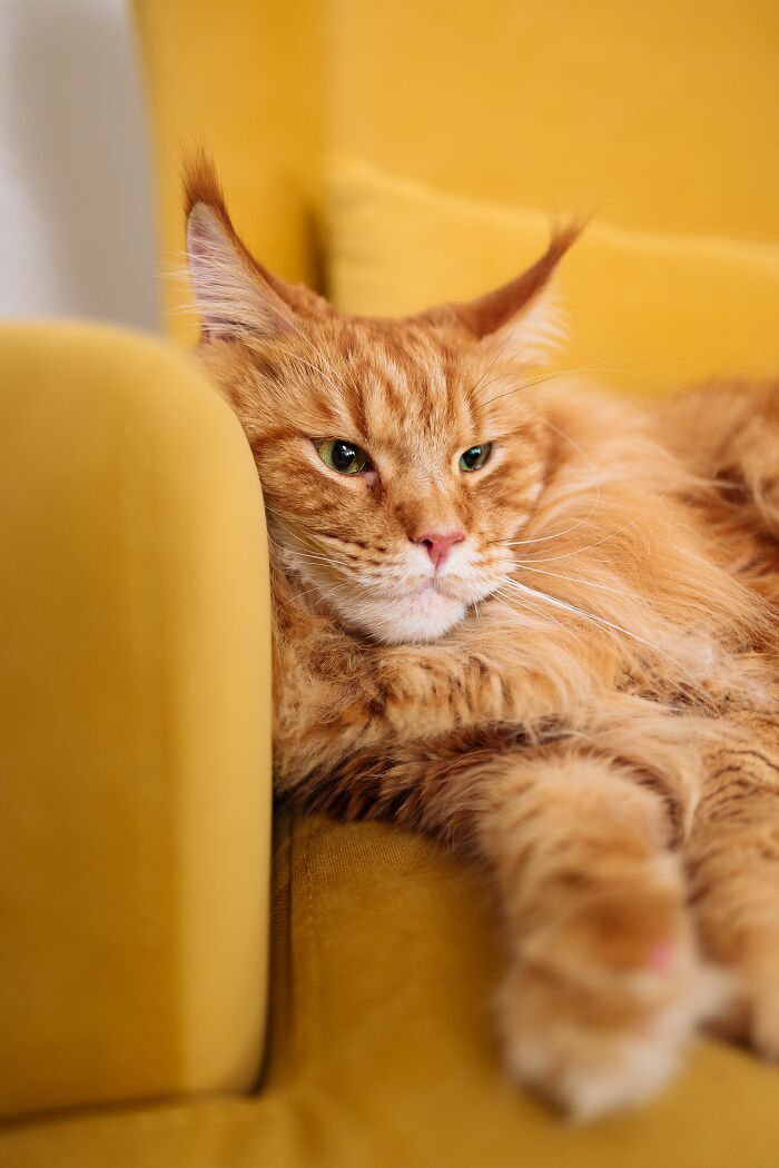 17 Cat Myths People Still Believe, Debunked By An Animal Behavior Expert 17 Cat Myths People Still Believe, Debunked By An Animal Behavior Expert