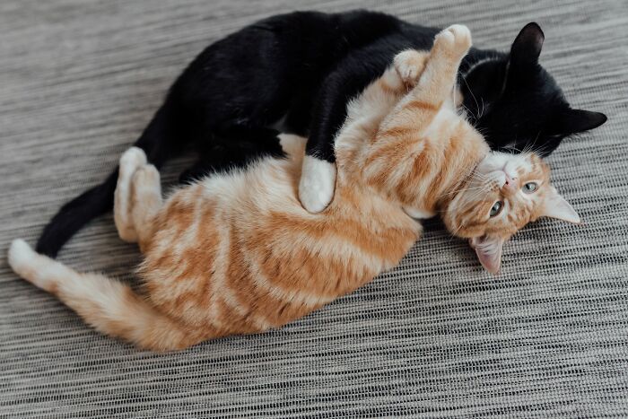 17 Cat Myths People Still Believe, Debunked By An Animal Behavior Expert 17 Cat Myths People Still Believe, Debunked By An Animal Behavior Expert