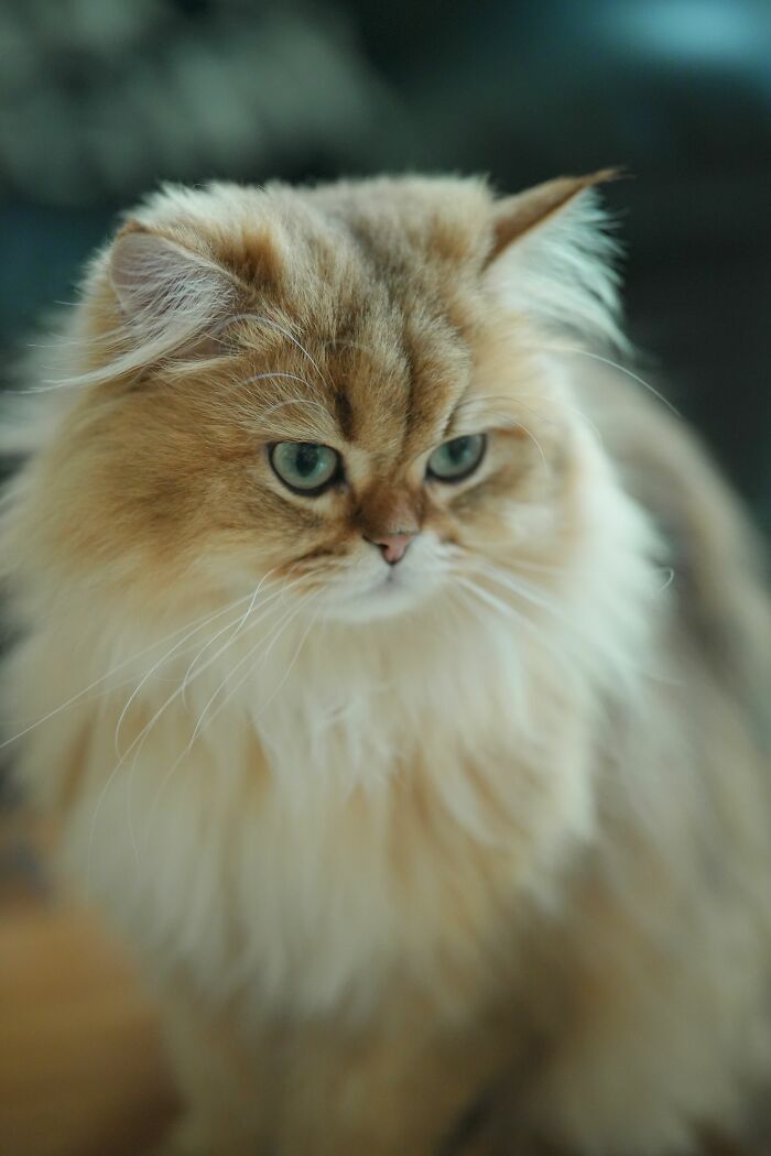 17 Cat Myths People Still Believe, Debunked By An Animal Behavior Expert 17 Cat Myths People Still Believe, Debunked By An Animal Behavior Expert