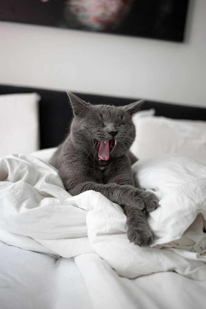 17 Cat Myths People Still Believe, Debunked By An Animal Behavior Expert 17 Cat Myths People Still Believe, Debunked By An Animal Behavior Expert
