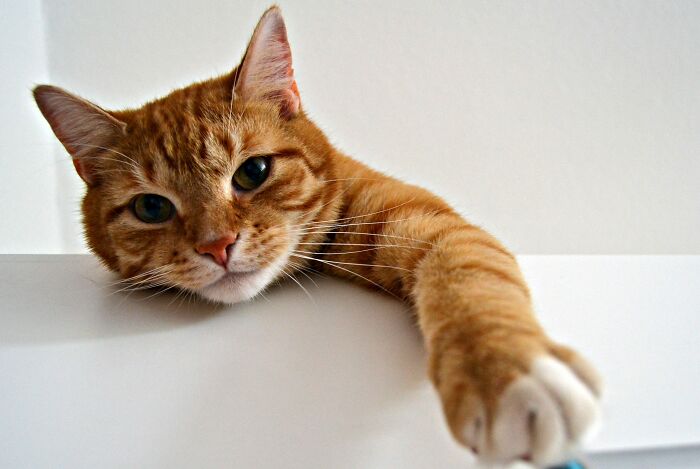 17 Cat Myths People Still Believe, Debunked By An Animal Behavior Expert 17 Cat Myths People Still Believe, Debunked By An Animal Behavior Expert