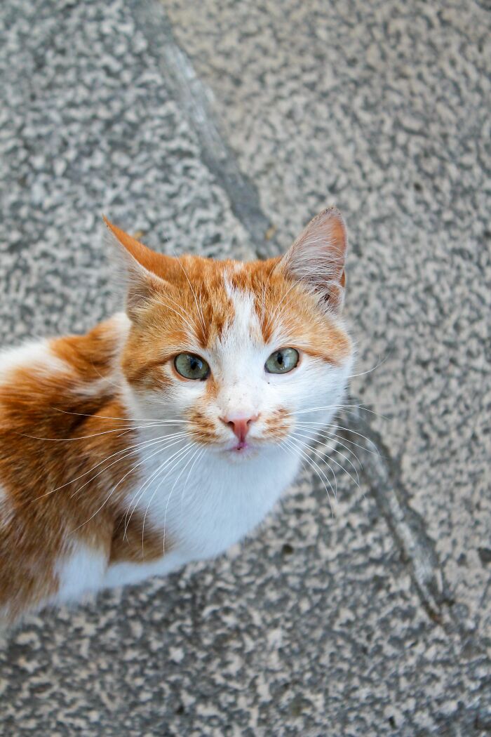 17 Cat Myths People Still Believe, Debunked By An Animal Behavior Expert 17 Cat Myths People Still Believe, Debunked By An Animal Behavior Expert