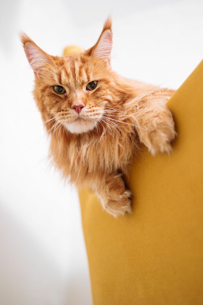 17 Cat Myths People Still Believe, Debunked By An Animal Behavior Expert 17 Cat Myths People Still Believe, Debunked By An Animal Behavior Expert