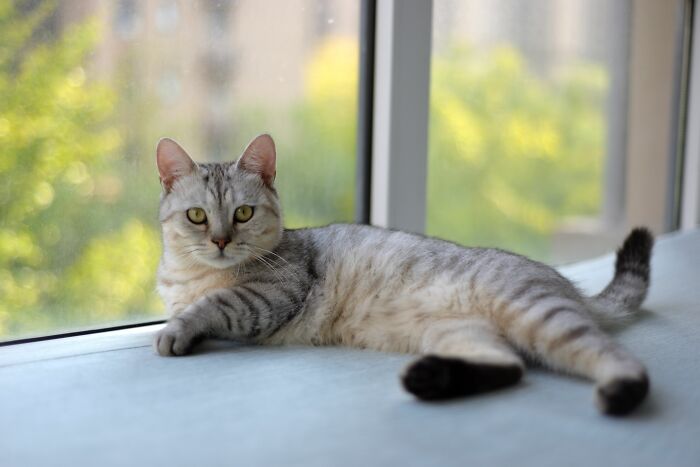17 Cat Myths People Still Believe, Debunked By An Animal Behavior Expert 17 Cat Myths People Still Believe, Debunked By An Animal Behavior Expert