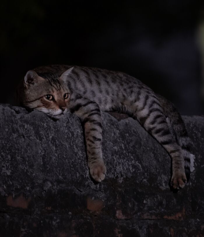 17 Cat Myths People Still Believe, Debunked By An Animal Behavior Expert 17 Cat Myths People Still Believe, Debunked By An Animal Behavior Expert
