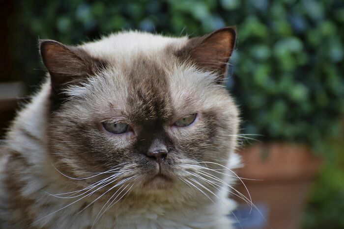 17 Cat Myths People Still Believe, Debunked By An Animal Behavior Expert 17 Cat Myths People Still Believe, Debunked By An Animal Behavior Expert