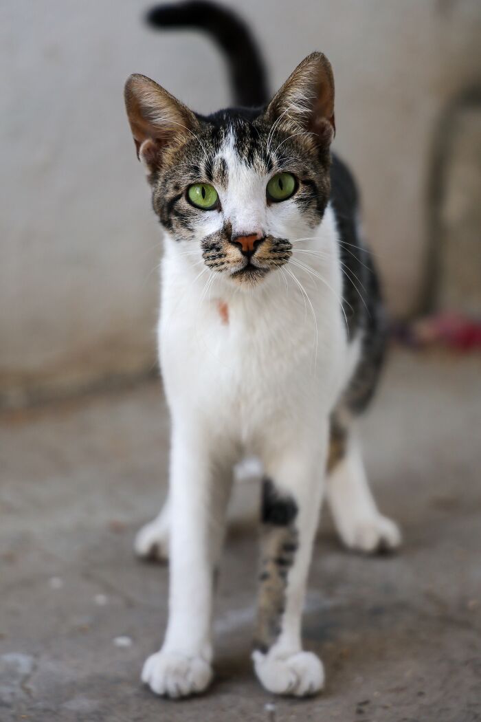 17 Cat Myths People Still Believe, Debunked By An Animal Behavior Expert 17 Cat Myths People Still Believe, Debunked By An Animal Behavior Expert