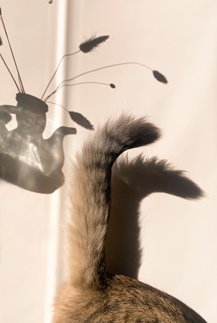 17 Cat Myths People Still Believe, Debunked By An Animal Behavior Expert 17 Cat Myths People Still Believe, Debunked By An Animal Behavior Expert