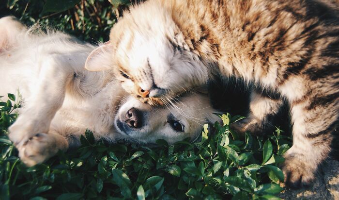 17 Cat Myths People Still Believe, Debunked By An Animal Behavior Expert 17 Cat Myths People Still Believe, Debunked By An Animal Behavior Expert