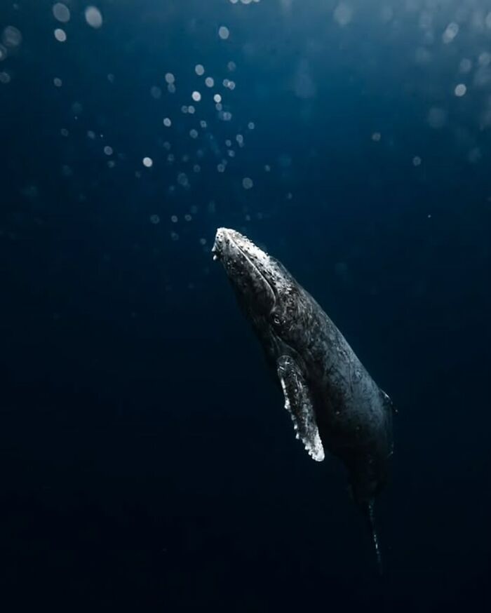 57 Stunning Photos Shared By &lsquo;Raw Oceanlife&rsquo; That Reveal The Beauty Beneath The Waves