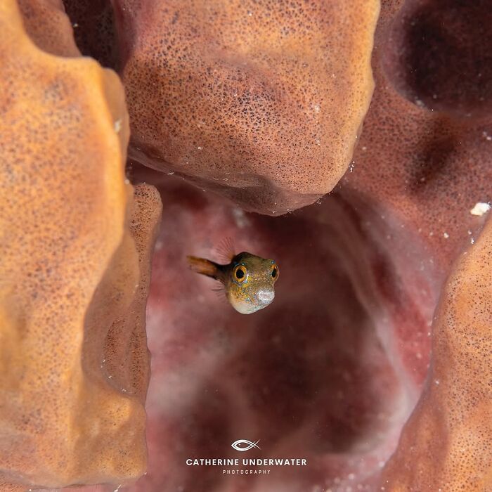 57 Stunning Photos Shared By &lsquo;Raw Oceanlife&rsquo; That Reveal The Beauty Beneath The Waves