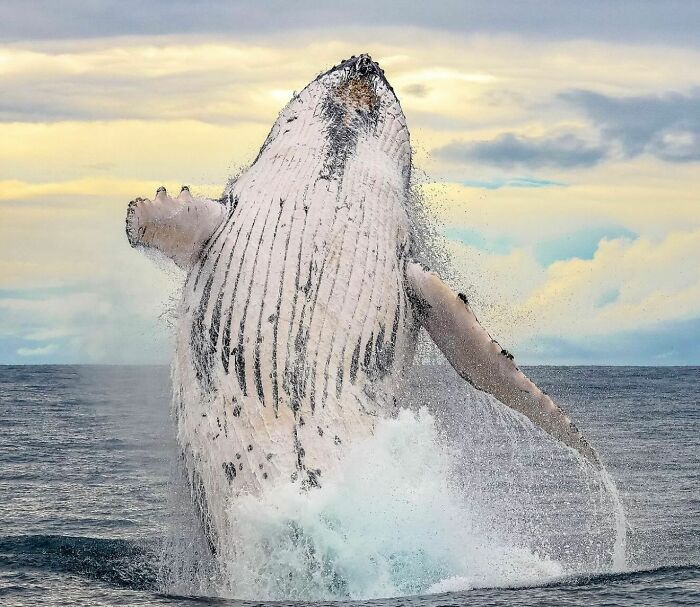 57 Stunning Photos Shared By &lsquo;Raw Oceanlife&rsquo; That Reveal The Beauty Beneath The Waves