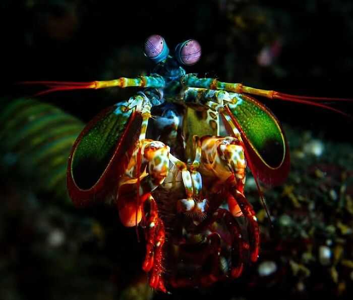 57 Stunning Photos Shared By &lsquo;Raw Oceanlife&rsquo; That Reveal The Beauty Beneath The Waves