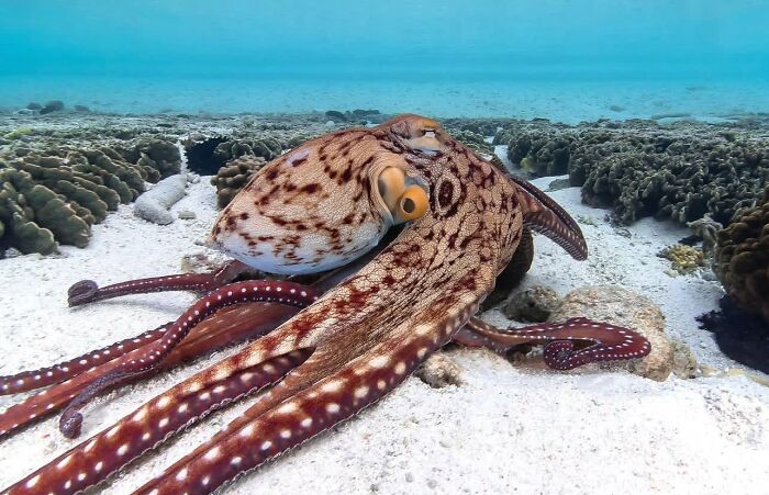 57 Stunning Photos Shared By &lsquo;Raw Oceanlife&rsquo; That Reveal The Beauty Beneath The Waves