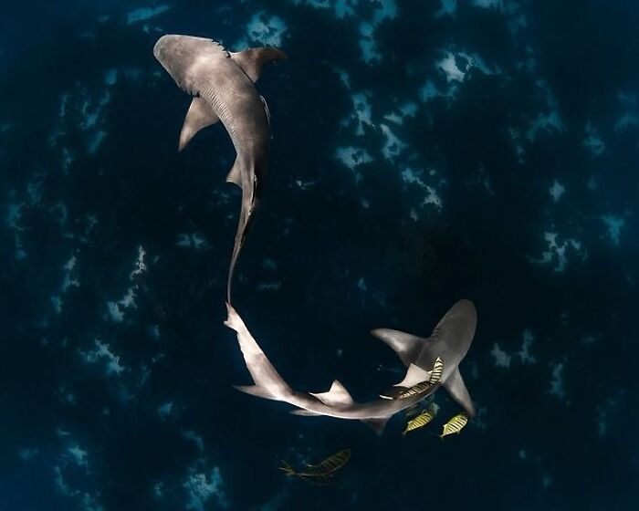 57 Stunning Photos Shared By &lsquo;Raw Oceanlife&rsquo; That Reveal The Beauty Beneath The Waves
