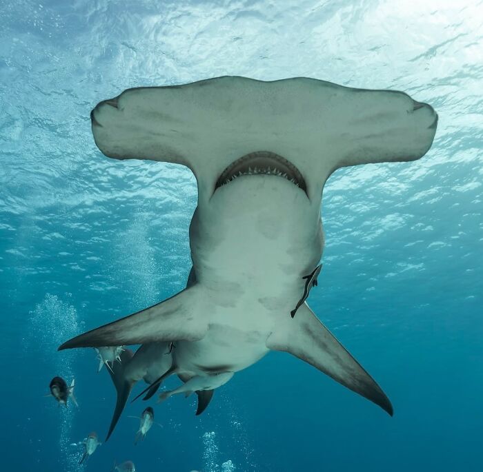 57 Stunning Photos Shared By &lsquo;Raw Oceanlife&rsquo; That Reveal The Beauty Beneath The Waves
