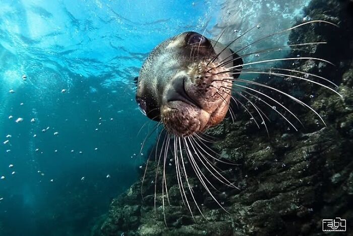 57 Stunning Photos Shared By &lsquo;Raw Oceanlife&rsquo; That Reveal The Beauty Beneath The Waves