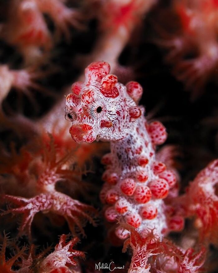 57 Stunning Photos Shared By &lsquo;Raw Oceanlife&rsquo; That Reveal The Beauty Beneath The Waves