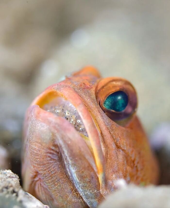 57 Stunning Photos Shared By &lsquo;Raw Oceanlife&rsquo; That Reveal The Beauty Beneath The Waves