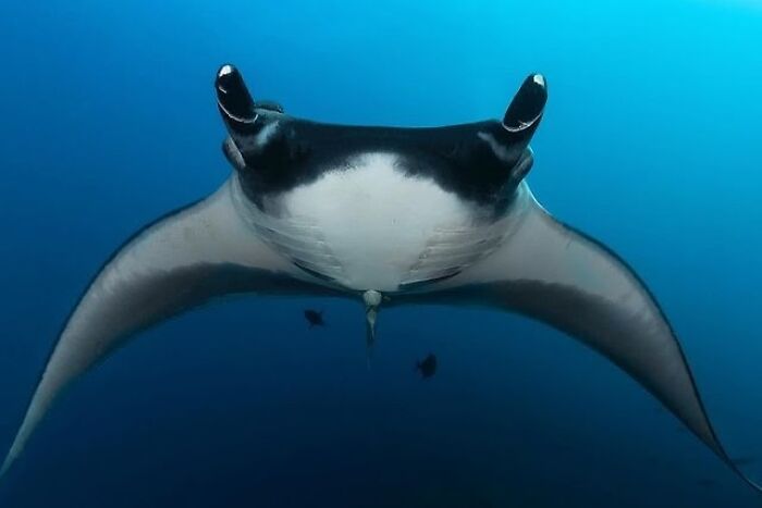 57 Stunning Photos Shared By &lsquo;Raw Oceanlife&rsquo; That Reveal The Beauty Beneath The Waves