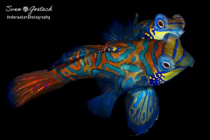 57 Stunning Photos Shared By &lsquo;Raw Oceanlife&rsquo; That Reveal The Beauty Beneath The Waves