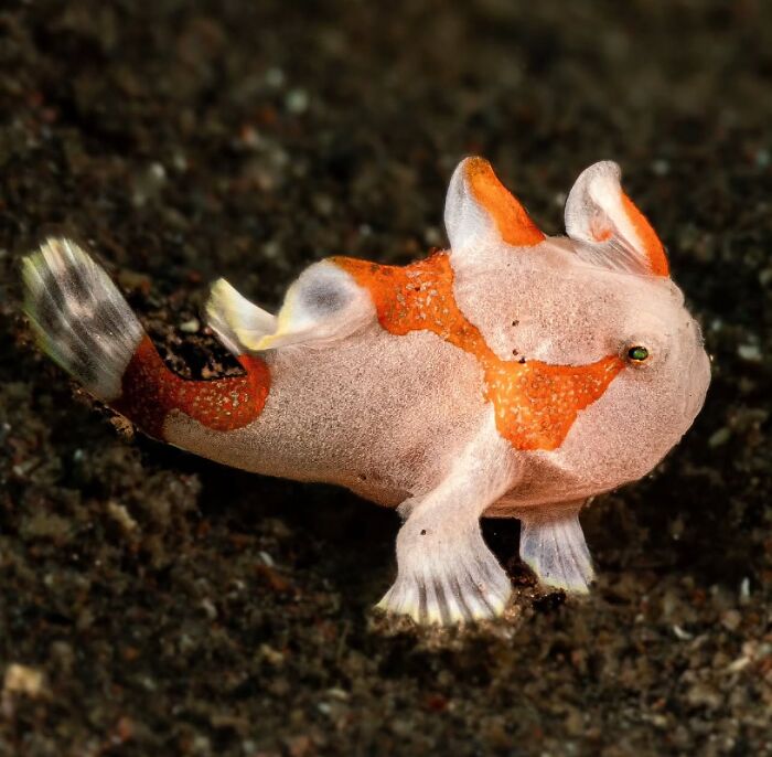 57 Stunning Photos Shared By &lsquo;Raw Oceanlife&rsquo; That Reveal The Beauty Beneath The Waves