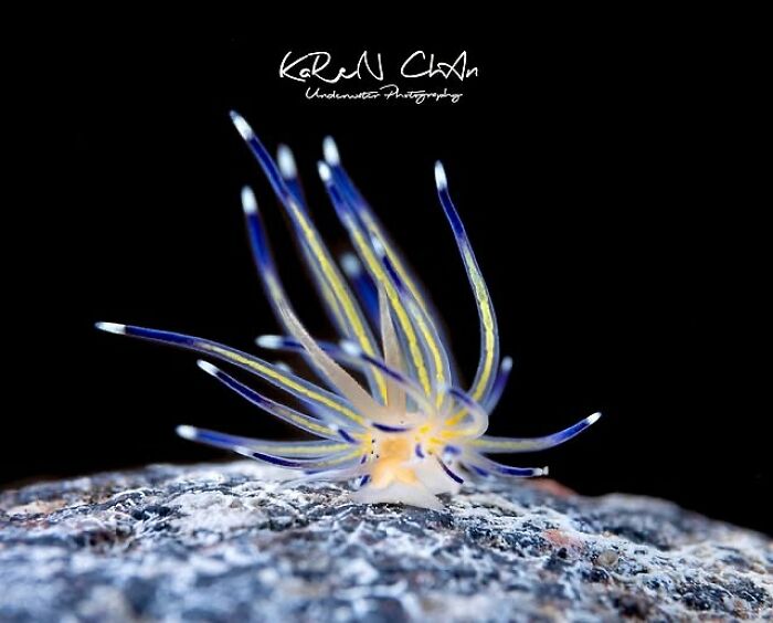57 Stunning Photos Shared By &lsquo;Raw Oceanlife&rsquo; That Reveal The Beauty Beneath The Waves