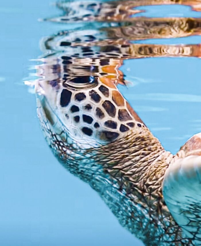 57 Stunning Photos Shared By &lsquo;Raw Oceanlife&rsquo; That Reveal The Beauty Beneath The Waves