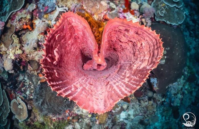 57 Stunning Photos Shared By &lsquo;Raw Oceanlife&rsquo; That Reveal The Beauty Beneath The Waves