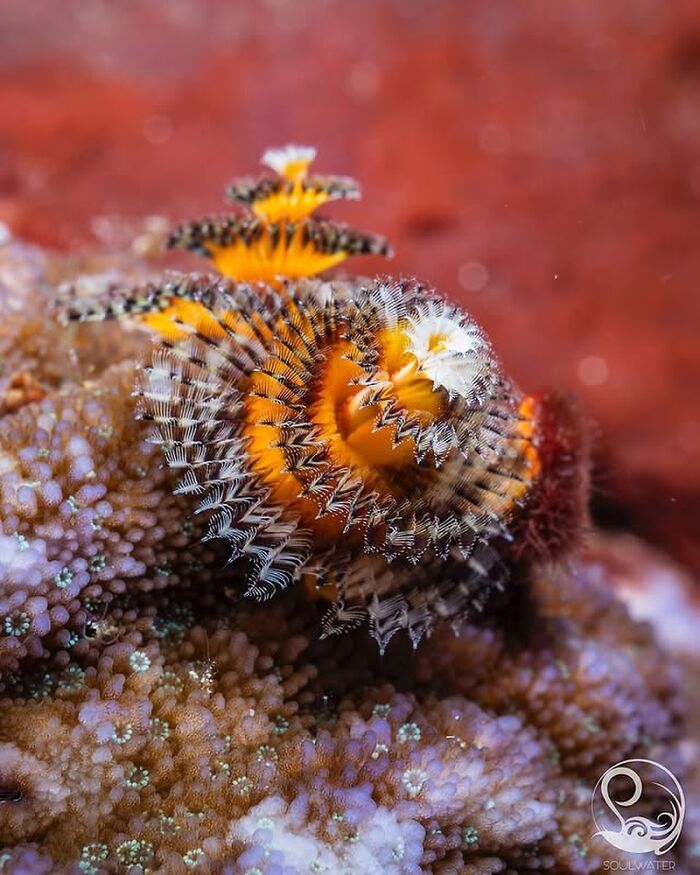 57 Stunning Photos Shared By &lsquo;Raw Oceanlife&rsquo; That Reveal The Beauty Beneath The Waves