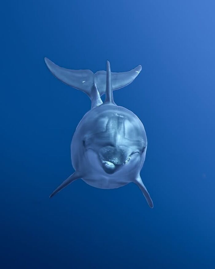 57 Stunning Photos Shared By &lsquo;Raw Oceanlife&rsquo; That Reveal The Beauty Beneath The Waves