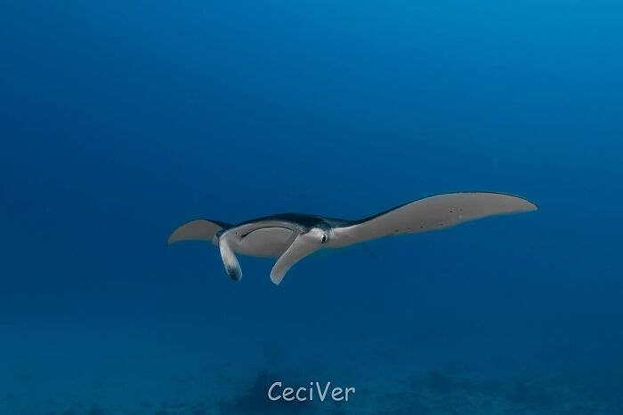 57 Stunning Photos Shared By &lsquo;Raw Oceanlife&rsquo; That Reveal The Beauty Beneath The Waves