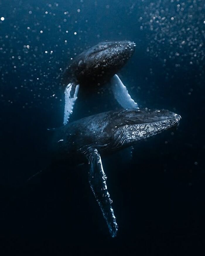 57 Stunning Photos Shared By &lsquo;Raw Oceanlife&rsquo; That Reveal The Beauty Beneath The Waves