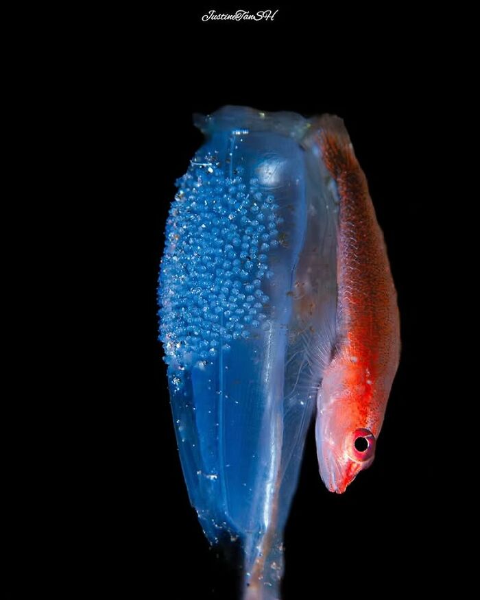 57 Stunning Photos Shared By &lsquo;Raw Oceanlife&rsquo; That Reveal The Beauty Beneath The Waves