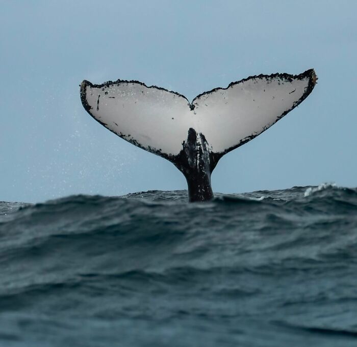 57 Stunning Photos Shared By &lsquo;Raw Oceanlife&rsquo; That Reveal The Beauty Beneath The Waves