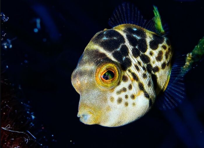 57 Stunning Photos Shared By &lsquo;Raw Oceanlife&rsquo; That Reveal The Beauty Beneath The Waves