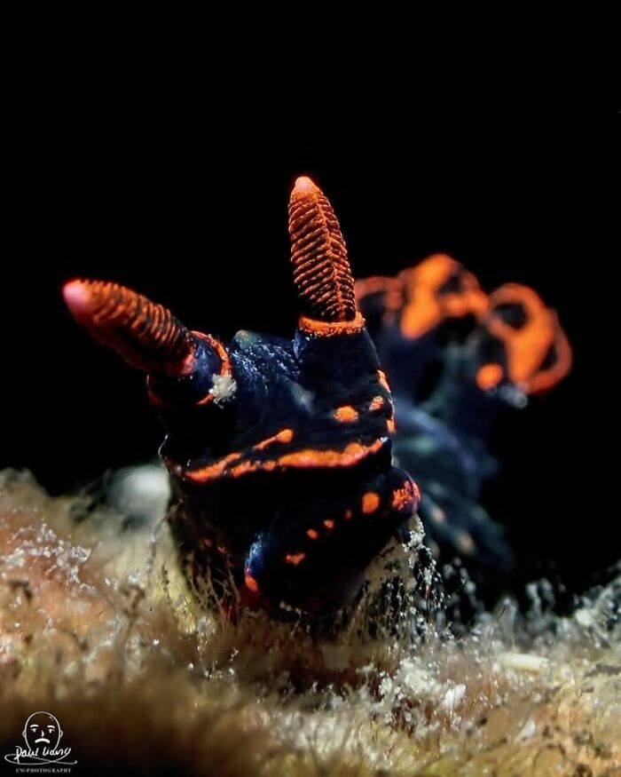 57 Stunning Photos Shared By &lsquo;Raw Oceanlife&rsquo; That Reveal The Beauty Beneath The Waves