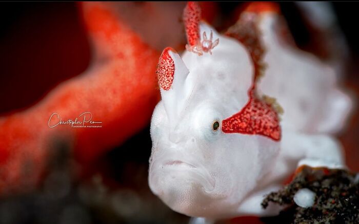 57 Stunning Photos Shared By &lsquo;Raw Oceanlife&rsquo; That Reveal The Beauty Beneath The Waves
