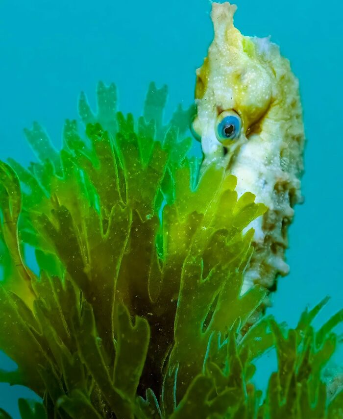 57 Stunning Photos Shared By &lsquo;Raw Oceanlife&rsquo; That Reveal The Beauty Beneath The Waves