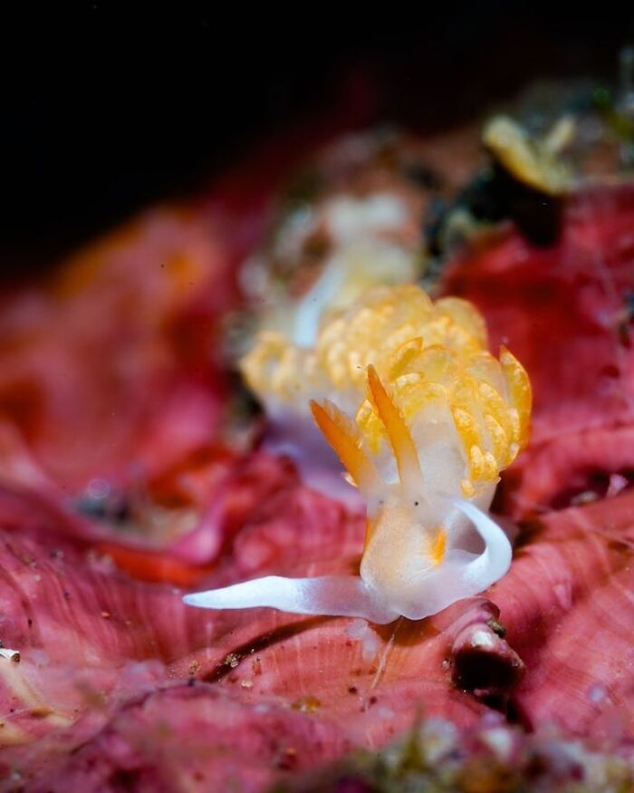 57 Stunning Photos Shared By &lsquo;Raw Oceanlife&rsquo; That Reveal The Beauty Beneath The Waves