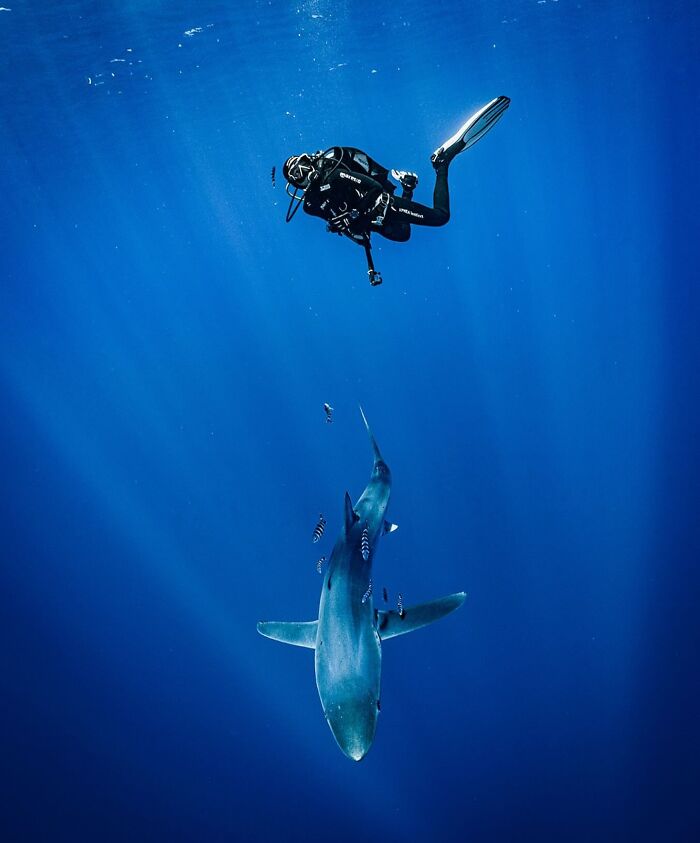 57 Stunning Photos Shared By &lsquo;Raw Oceanlife&rsquo; That Reveal The Beauty Beneath The Waves