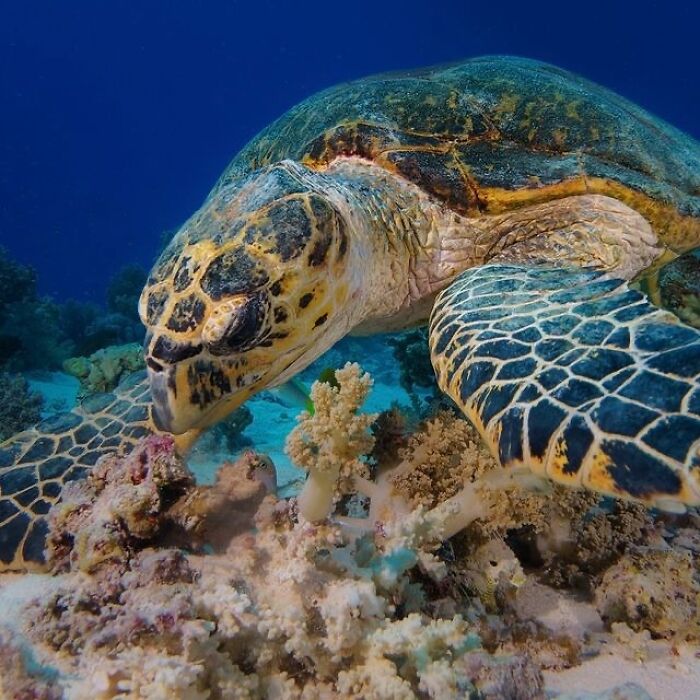 57 Stunning Photos Shared By &lsquo;Raw Oceanlife&rsquo; That Reveal The Beauty Beneath The Waves
