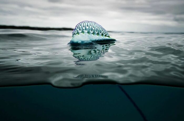57 Stunning Photos Shared By &lsquo;Raw Oceanlife&rsquo; That Reveal The Beauty Beneath The Waves